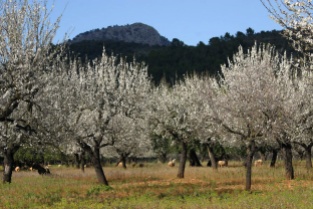 Mandelblüte im Februar auf Mallorca